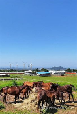 濟州島馬油怎麼樣 且談馬油與現代生活之美學